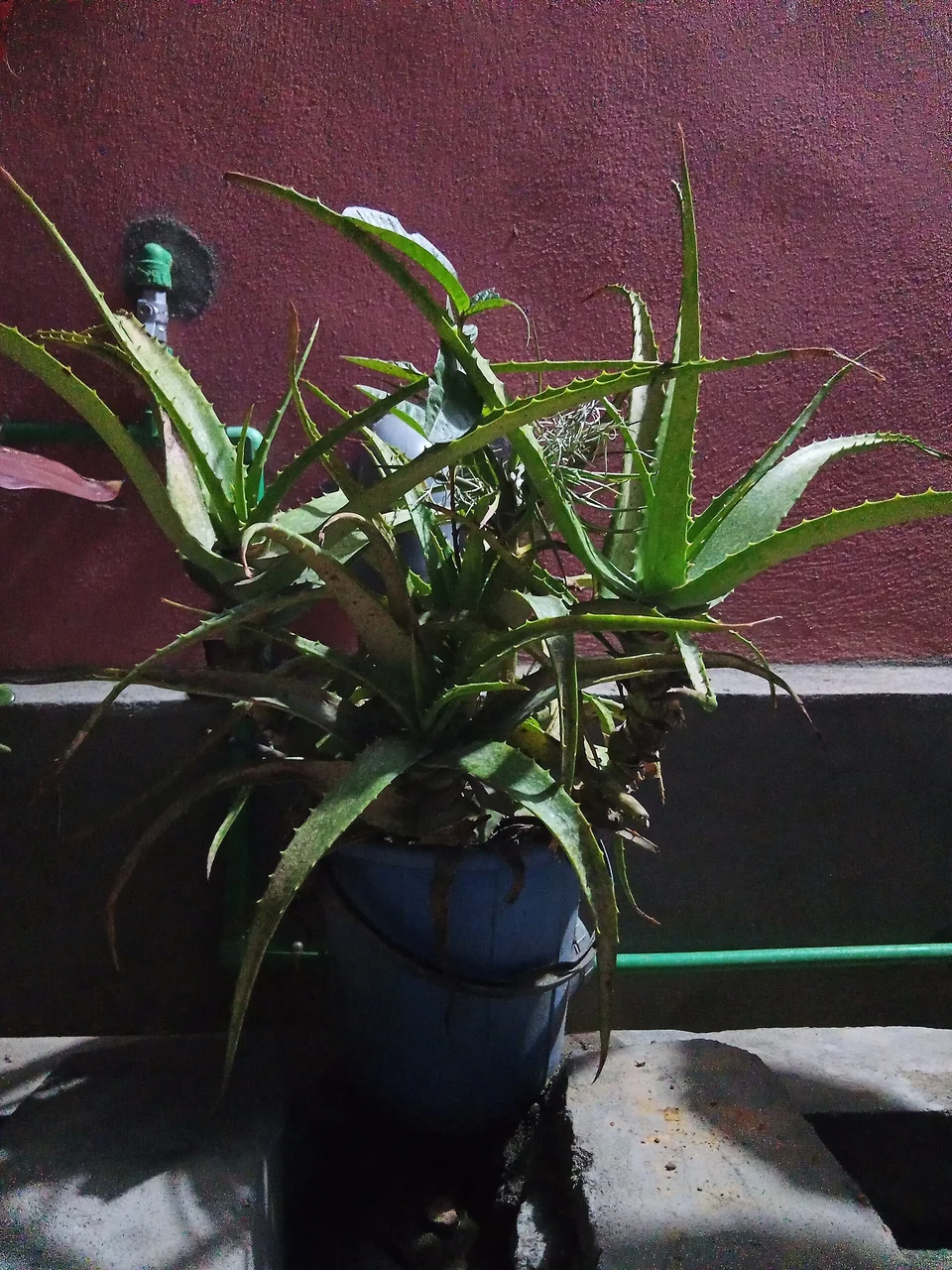 Aloe vera, illustration botanique — photo d’illustration