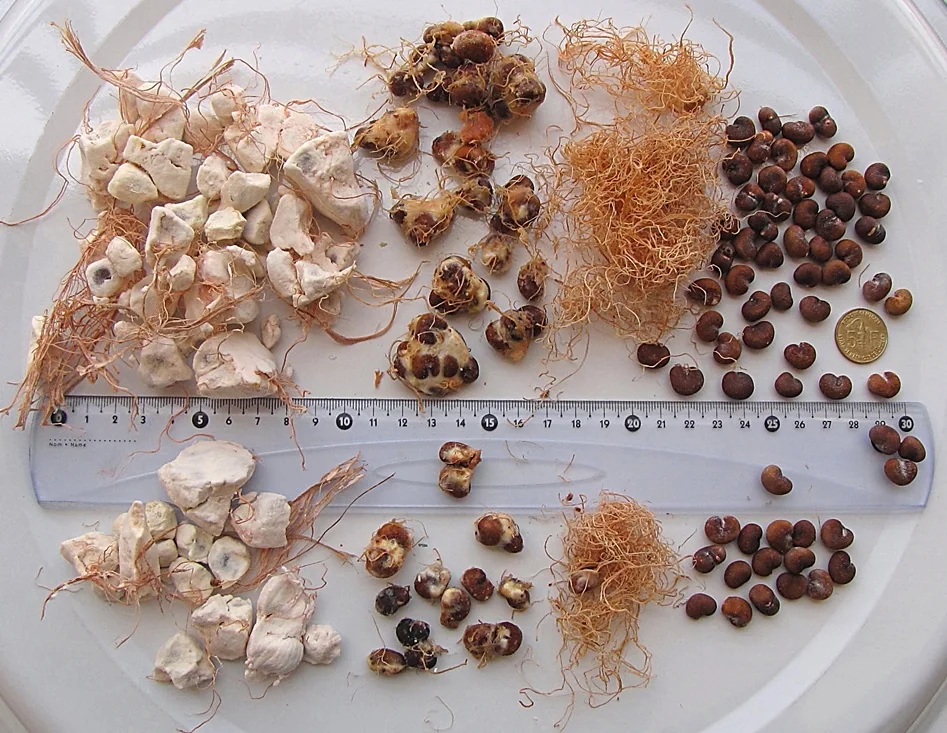 Baobab : illustration du fruit, pas de l’huile conditionnée — photo d’illustration