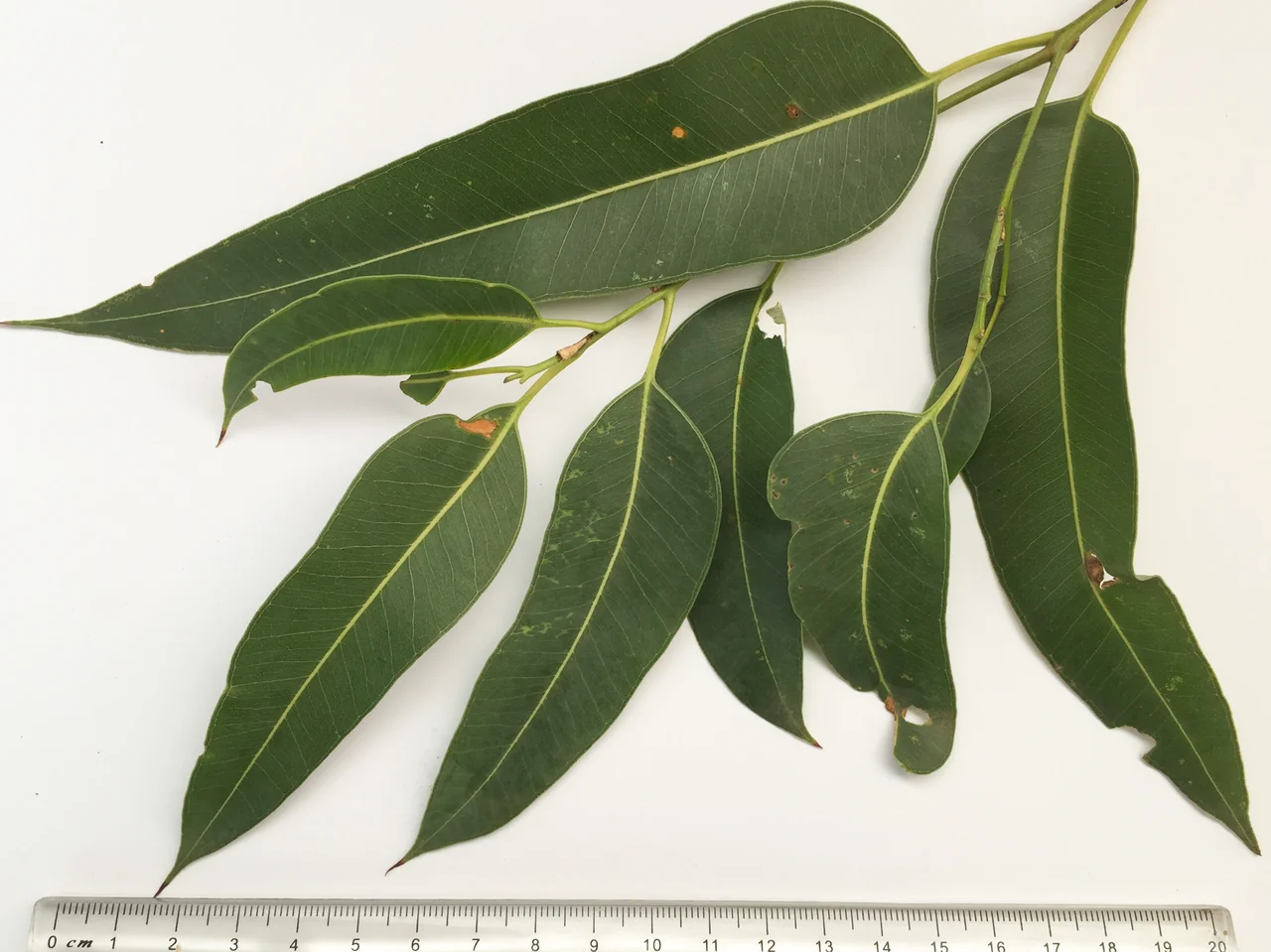 Feuilles d’eucalyptus, illustration botanique — photo d’illustration