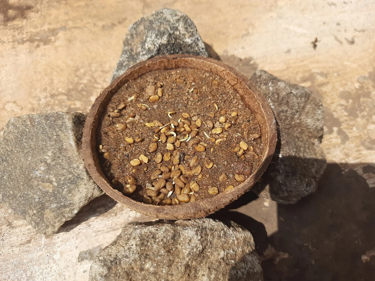 Graines de fenugrec, illustration de la plante utilisée pour l’huile — photo d’illustration