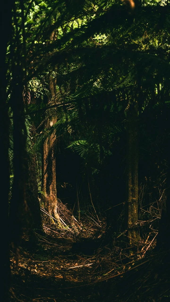 Lumière dans une forêt ; photographie d’ambiance et de nature.