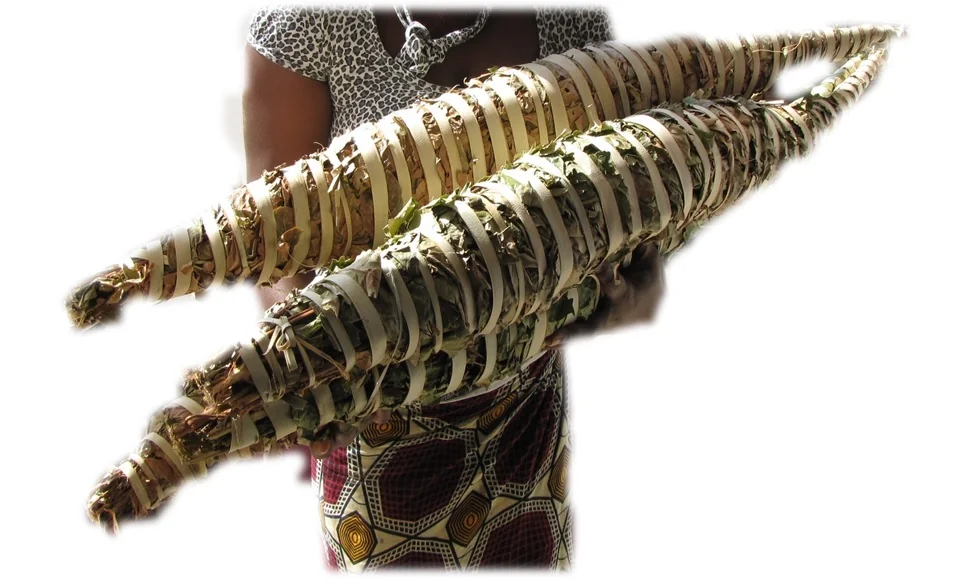 Bottes de kinkeliba — photo d’illustration
