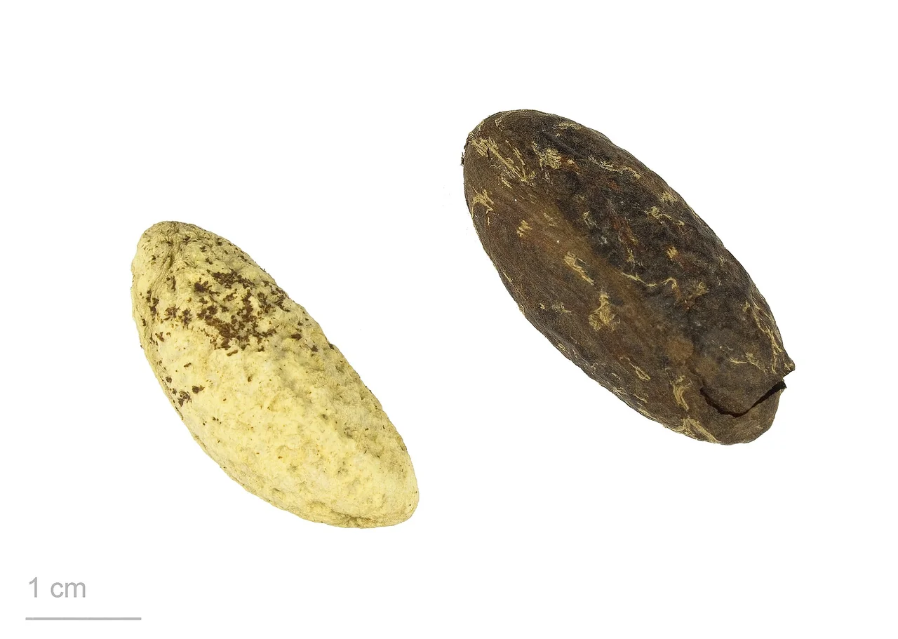 Graines de Garcinia kola — photo d’illustration