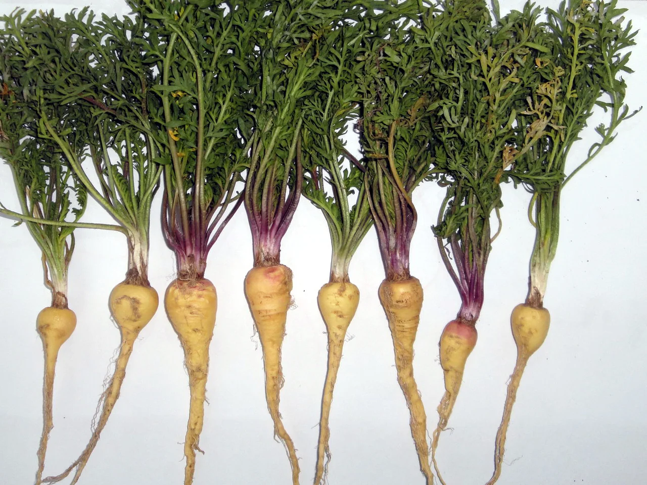 Maca : illustration botanique, pas une garantie de la variété noire vendue — photo d’illustration