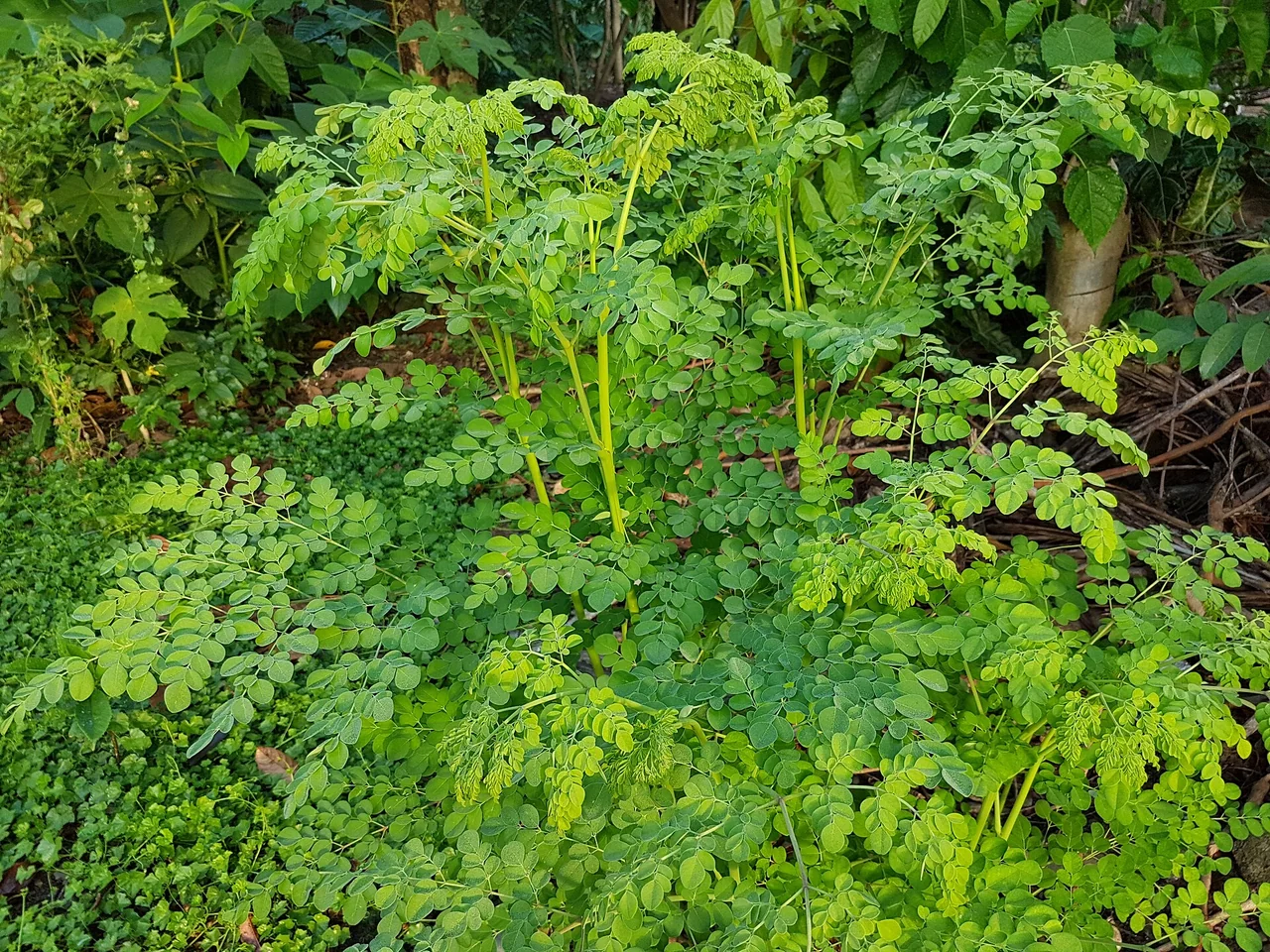 Moringa : illustration de la plante ; les racines vendues ne sont pas photographiées — photo d’illustration